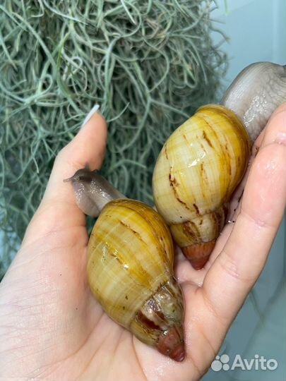 Ахатина Занзибарика