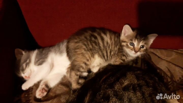 Котята в добрые руки 1 месяц