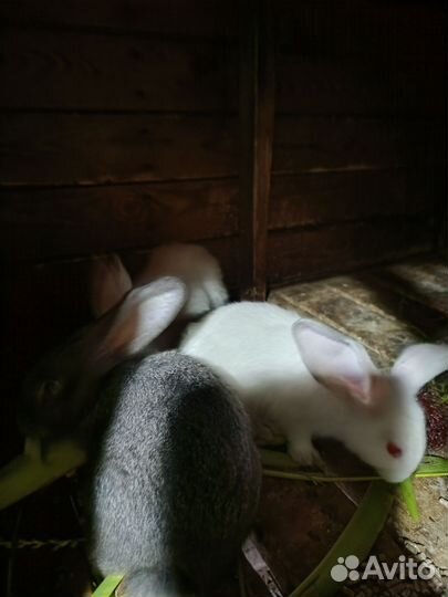 Кролики,мясные