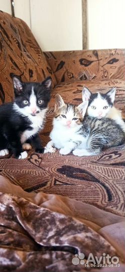 Кошки в добрые руки бесплатно