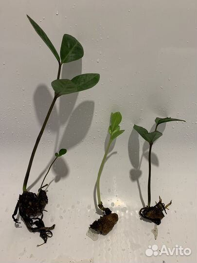 Замиокулькас