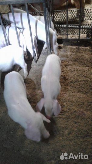 Поросята ландрас