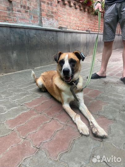 Лаки в поисках хозяина