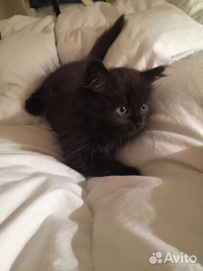 Чистый британец