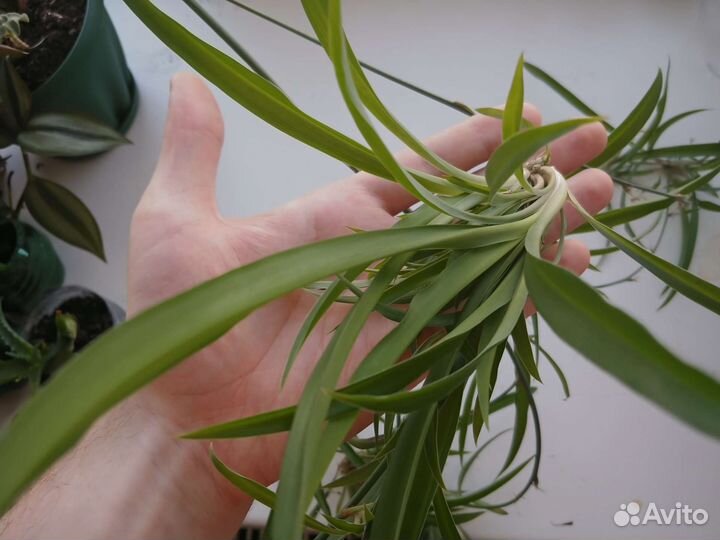 Домашние растения (детки)