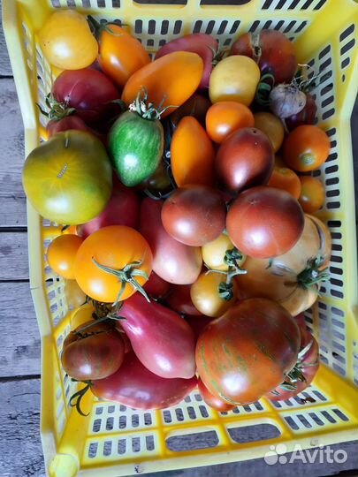 Семена коллекционных томатов