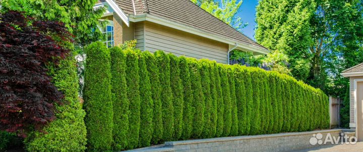 Туя из питомника