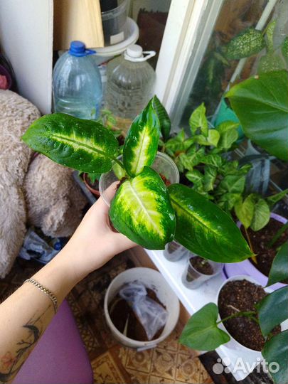 Диффенбахия