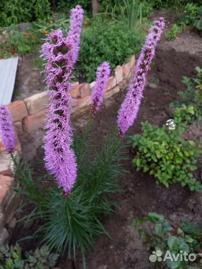 Розы и другие растения