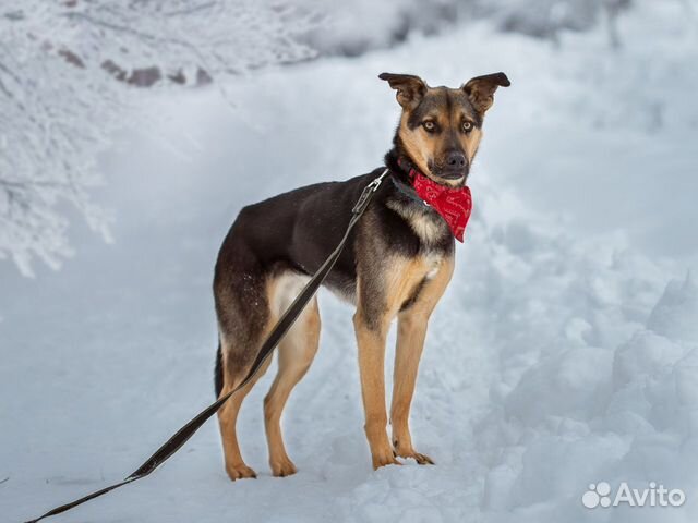 Интеллигентный Джой ищет семью