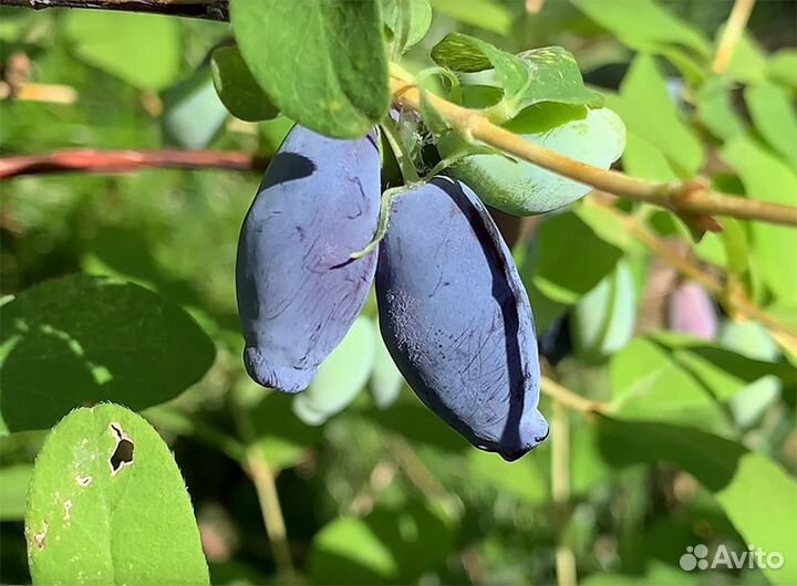 Саженцы жимолость Аврора