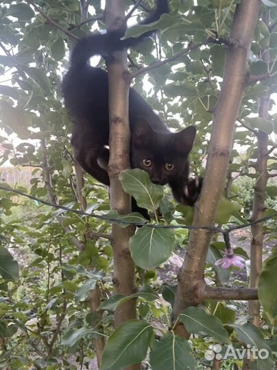 Котенок в хорошие руки