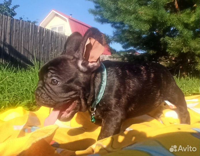 Французский бульдог,тигровый мальчик