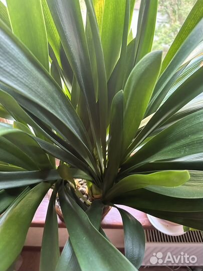 Кливия оранжевая