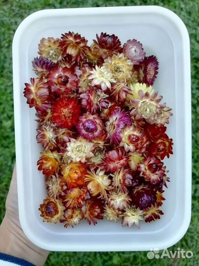 Сухоцветы для творчества