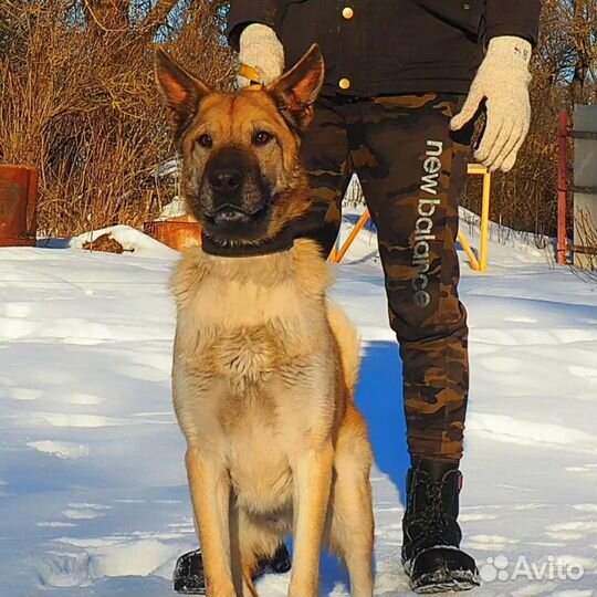 Разные собачки в дар