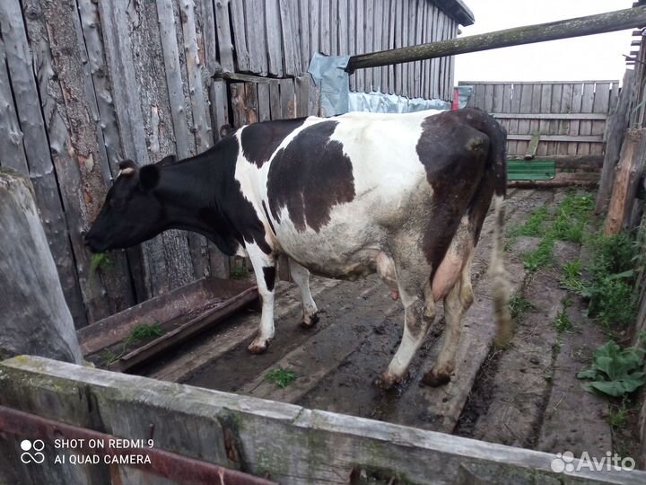 Корова стельная