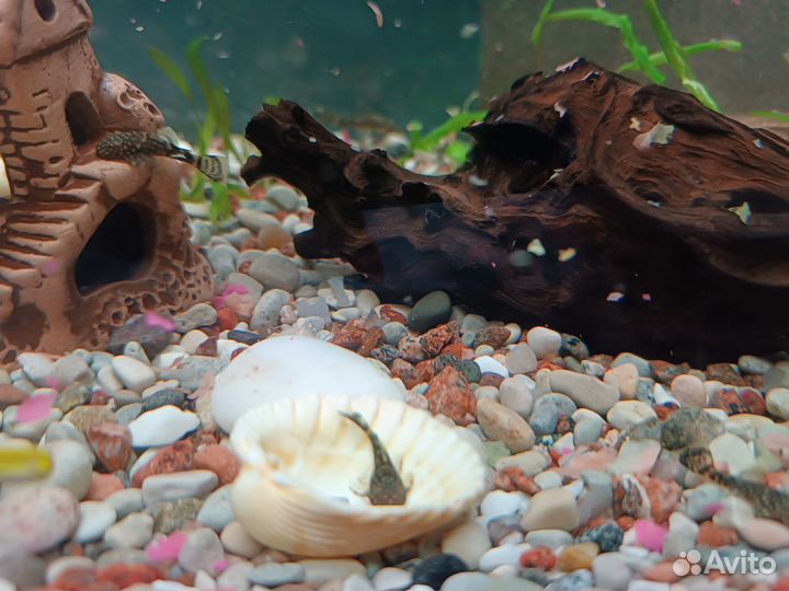 Аквариумные рыбки