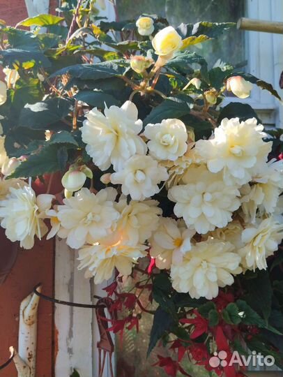 Срезы корневых ампельных бегоний