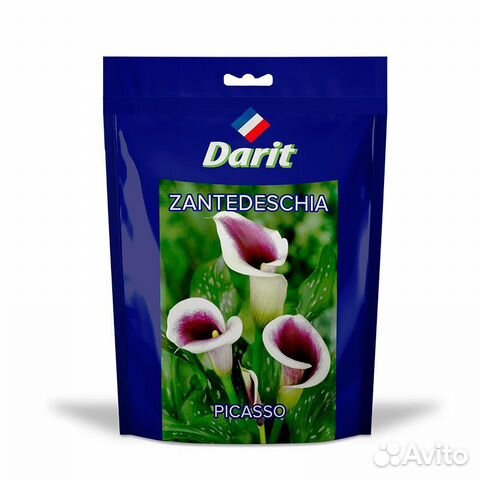 Калла (Зантедеския) Пикассо Zantedeschia Picasso 1