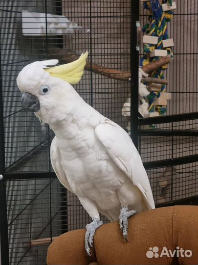 Большой попугай