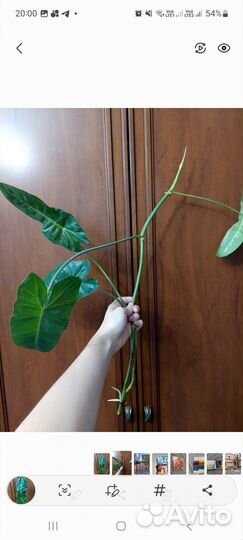 Филондендрон Paradiso Verde