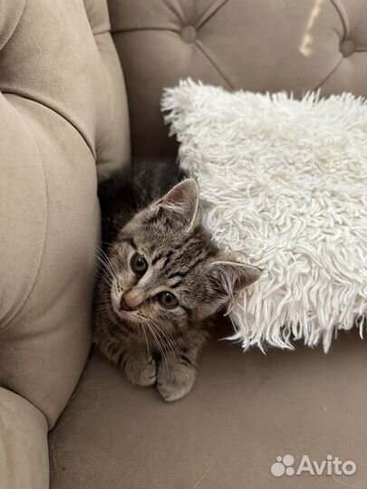 Котенок мальчик бесплатно