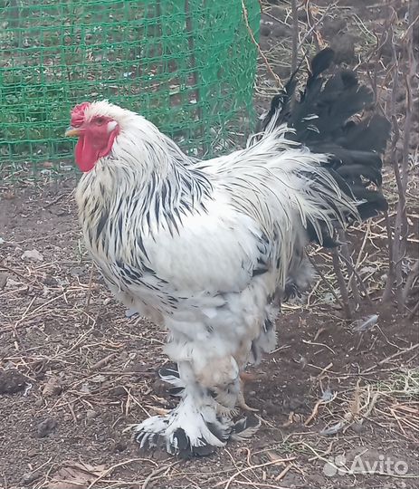 Петухи породы 