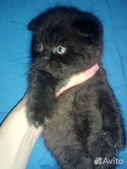 Шотландская