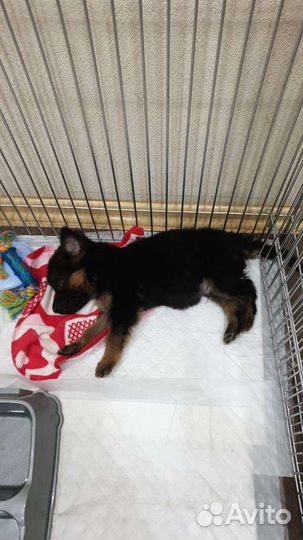 Вольер для собак