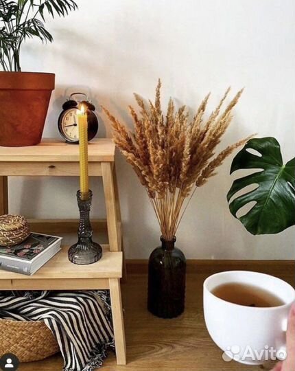 Сухоцветы для творчества