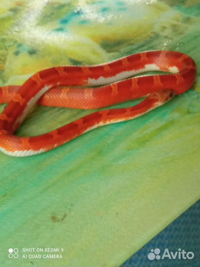 Маисовый полоз разных морф 2022г