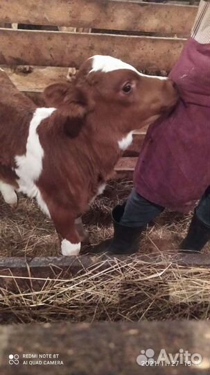 Бычки-Телки