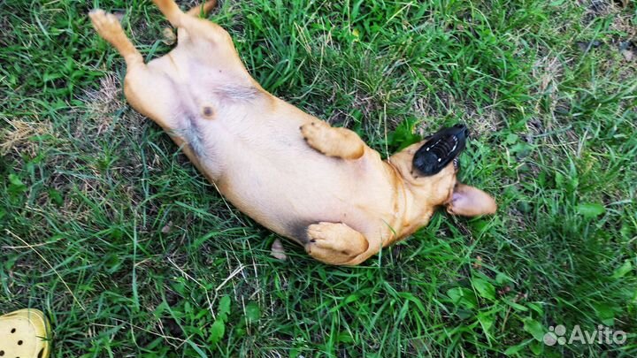 Собака в добрые руки