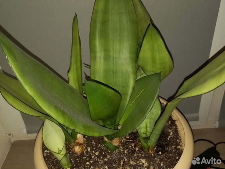 Сансевиерии сортовые