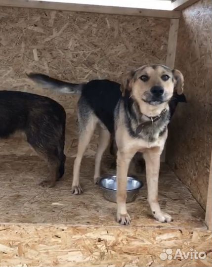 Броша. Собака из приюта в добрые руки