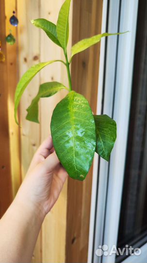 Табернемонтана «Elegans»