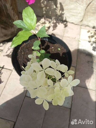 Гортензия метельчатая Полестар