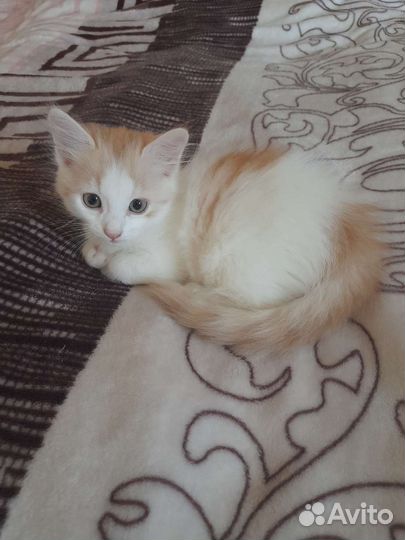 Котята в добрые руки бесплатно