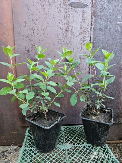 Гортензия Самарская Лидия