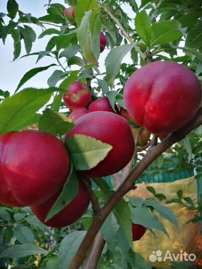 Нектарины персики