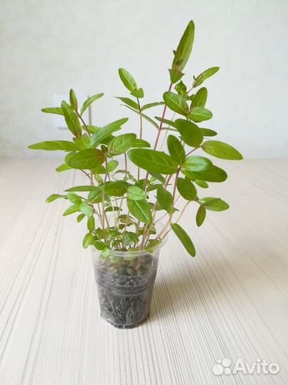 Дербенник иволистный Арабис альпийский многолетник