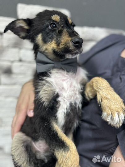 Щенки в добрые руки даром