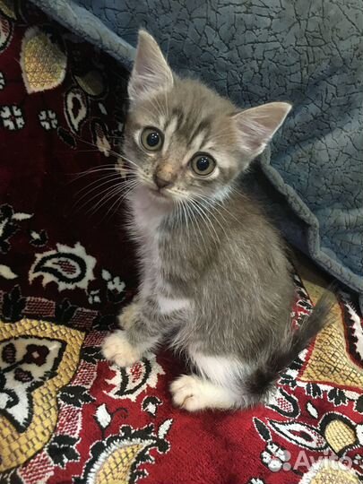 Котенок, мальчик