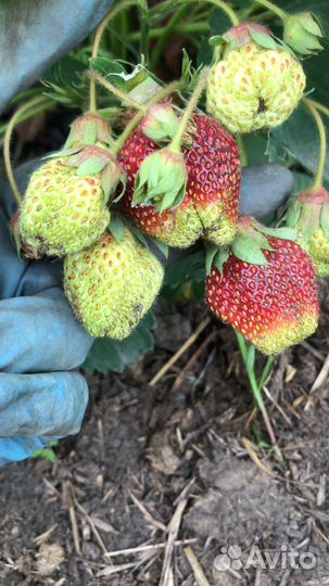 Усы клубники. королева елизавета