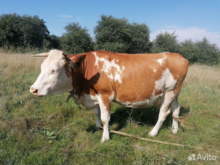 Корова дойная