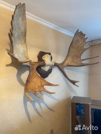 Охотничьи трофеи