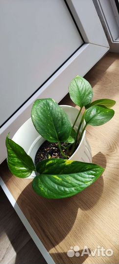 Растения мик