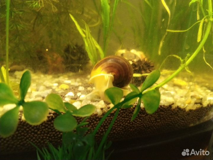 Аквариумные рыбки гаппи, улитки ампулярии