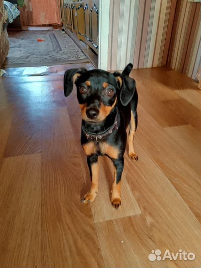 Карликовый пинчер